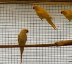 meerdere vogels, Meerdere dieren, Papegaai, Geringd