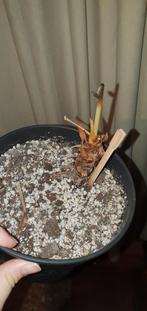 anthurium crystallinum (knol), Huis en Inrichting, Kamerplanten, Ophalen of Verzenden