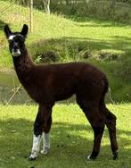 Alpaca hengstje, Dieren en Toebehoren, Overige Dieren, Juli, Mannelijk