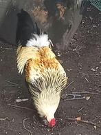 Araucanas met baard en staart en 7 kuikens, Dieren en Toebehoren, Pluimvee, Meerdere dieren, Kip