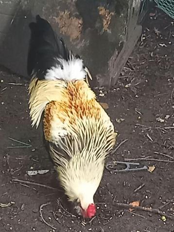 Araucanas met baard en staart en 7 kuikens beschikbaar voor biedingen