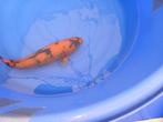kois, Dieren en Toebehoren, Vissen | Vijvervissen, Karper of Koi