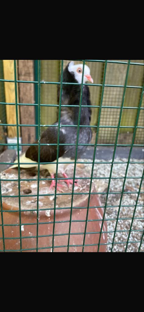 Mooie kapucijners duiven, Dieren en Toebehoren, Vogels | Duiven, Postduif, Meerdere dieren