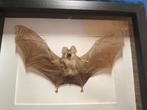 vleermuis Miniopterus Medius, Ophalen, Overige soorten, Opgezet dier