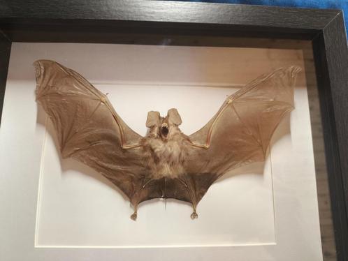 vleermuis Miniopterus Medius, Verzamelen, Dierenverzamelingen, Opgezet dier, Overige soorten, Ophalen
