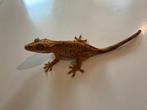 dalmatiër gekko, wimpergekko, Dieren en Toebehoren, Hagedis, 0 tot 2 jaar