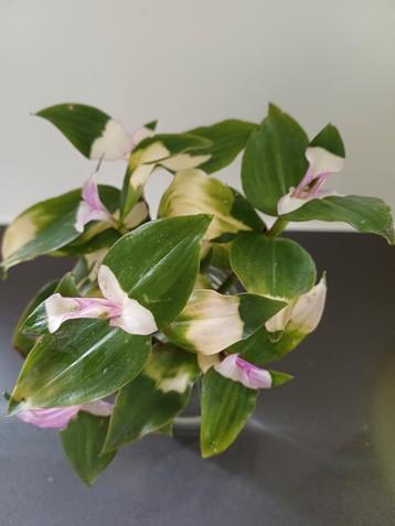 Tradescantia Blushing Bride Stekjes beschikbaar voor biedingen