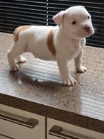 Zeer forse Pocket  bully pups, Parvo, Overige rassen, 8 tot 15 weken, Meerdere