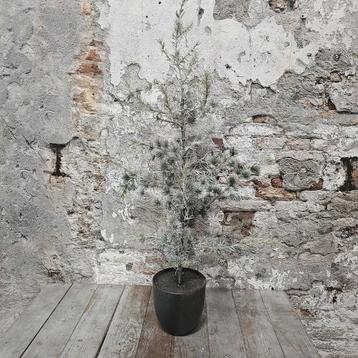 Sobere Kunst Denneboom “Pine” in pot beschikbaar voor biedingen