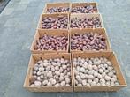 dennenappels, per doos 15 euro, af te halen in Enschede, Ophalen, Zo goed als nieuw