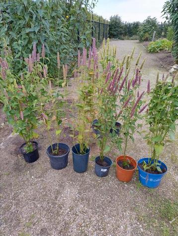Grote pollen Agastache/ Dropplant, biologisch gekweekt  beschikbaar voor biedingen