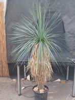 Yucca linearifolia ssp. Saltillo 185 cm, stam 115 cm, Ophalen, Vaste plant, Overige soorten, Volle zon