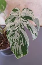 Monstera Bulbasaur, Ophalen of Verzenden, Overige soorten, Minder dan 100 cm