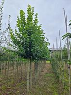 Zomer linde | Tilia platyphyllos, Tuin en Terras, Zomer, Overige soorten, Volle zon, Ophalen