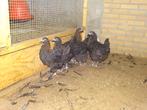 Marans koperzwart hennen, Dieren en Toebehoren, Pluimvee, Vrouwelijk, Kip