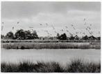 Dwingeloo Meeuwenplas Ongelopen Ansichtkaart ( B4686, Verzamelen, Ansichtkaarten | Nederland, Ophalen of Verzenden, Ongelopen
