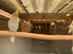 Valkparkiet kanarie, Dieren en Toebehoren, Vogels | Parkieten en Papegaaien