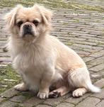 dekreu BO-ghy courthill bobtail reu. 75 euro per dekking!, Particulier, Rabiës (hondsdolheid), Reu, Buitenland