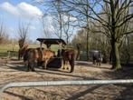 Weidegang voor IJslanders, Dieren en Toebehoren, Weidegang, 2 of 3 paarden of pony's