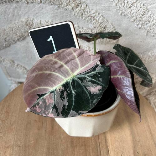 Alocasia black velvet variegata knol, Huis en Inrichting, Kamerplanten, Overige soorten, Minder dan 100 cm, Verzenden