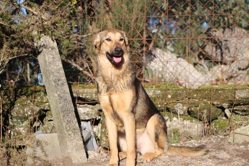 Waar mag deze spontane dame Loa komen wonen?, Dieren en Toebehoren, Honden | Niet-rashonden, Middel, Teef, Particulier, Eén hond