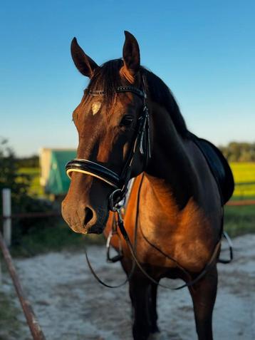 Hele lieve E pony ruin beschikbaar voor biedingen
