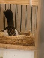 BuulBuul XXXL KOPEL ...., Dieren en Toebehoren
