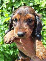 teckel pup teefje, Dieren en Toebehoren, Honden | Teckels en Dashonden, CDV (hondenziekte), 8 tot 15 weken, Teef, Dwerg