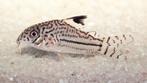 Corydoras Julii - Luipaard Corydoras, Vis, Zoetwatervis