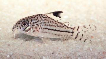 Corydoras Julii - Luipaard Corydoras beschikbaar voor biedingen