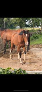 Jaarling ruin uno M van O’frederic x habbana dressuur bruin, Dieren en Toebehoren, Paarden, Ruin, Dressuurpaard, Ontwormd, 0 tot 2 jaar