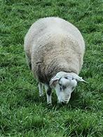 Schaperam, Dieren en Toebehoren, Mannelijk, Schaap, 0 tot 2 jaar