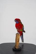 Opgezette Pennantrosella op Houten Sokkel - Wildernis Atelie, Ophalen of Verzenden, Nieuw, Opgezet dier