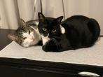 Fijn huisje gezocht voor onze lieve katjes, Dieren en Toebehoren, Kater, Kortharig, 3 tot 5 jaar