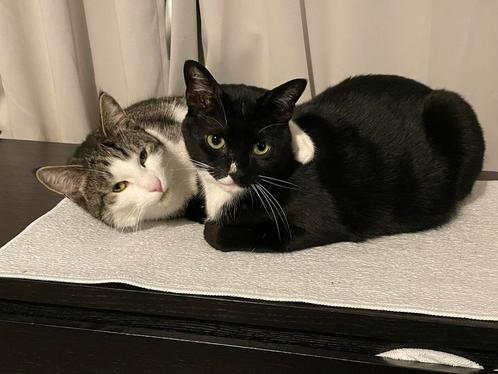 Fijn huisje gezocht voor onze lieve katjes, Dieren en Toebehoren, Katten en Kittens | Overige Katten, Kortharig, Kater, 3 tot 5 jaar