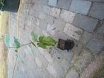 hazelaar planten. Voedselbos, Ophalen, Volle zon, Overige soorten, Minder dan 100 cm