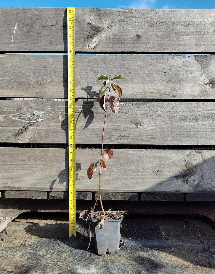 Rode kornoelje | P9 | Natuurlijke teelt, Tuin en Terras, Planten | Struiken en Hagen, Struik, Overige soorten, Minder dan 100 cm
