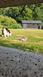 Lieve boerderijkittens, Dieren en Toebehoren, Katten en Kittens | Overige Katten