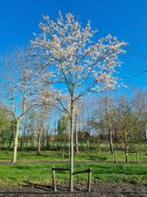 Krentenbomen bomen te koop, Tuin en Terras, Planten | Bomen, Lente, Overige soorten, Volle zon, Ophalen of Verzenden