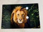 2 wanddecoraties – leeuwen (canvas en Plexiglas), Huis en Inrichting, Woonaccessoires | Wanddecoraties, Ophalen of Verzenden, Zo goed als nieuw