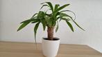 Yucca Elephantipes - Kamerplant, Ophalen of Verzenden