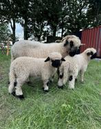 Walliser Schwarznas hamel / gecastreerde rammen, Dieren en Toebehoren, Meerdere dieren, Schaap