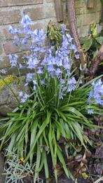 4  x Wilde hyacint, Ophalen, Eenjarig, Overige soorten, Volle zon