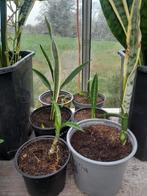 2 soorten Sanseveria, sansevieria, vrouwentongen, Groene kamerplant, Ophalen of Verzenden, Halfschaduw, 100 tot 150 cm