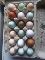 Broedeieren Cream Legbar en kleurleggers, Dieren en Toebehoren, Geslacht onbekend, Kip
