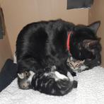 4 lieve kittens te koop, Dieren en Toebehoren, Katten en Kittens | Overige Katten