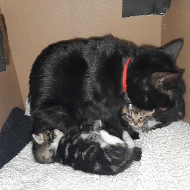 4 lieve kittens te koop, Dieren en Toebehoren, Katten en Kittens | Overige Katten