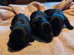 Schotse Terriers pups, Dieren en Toebehoren, Honden | Jack Russells en Terriërs, België, Particulier, Rabiës (hondsdolheid), Overige rassen