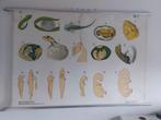 Diverse schoolplaten, Ophalen of Verzenden, Natuur en Biologie