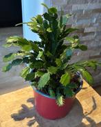 Lidcactus roze, Cactus, Minder dan 100 cm, Bloeiende kamerplant, Halfschaduw